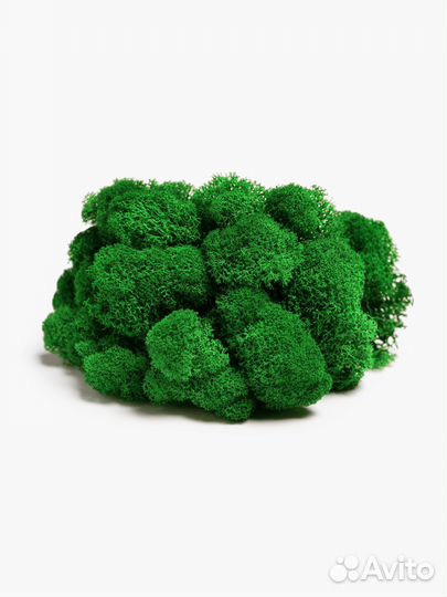 Мох стабилизированный оптом и в розницу