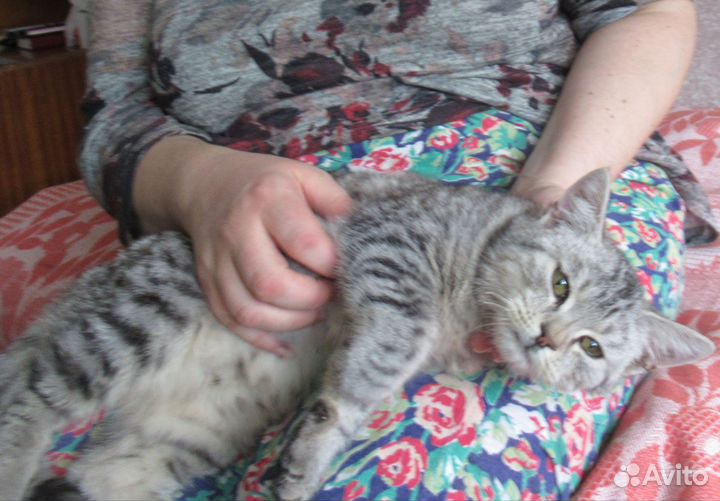 Котик в добрые руки