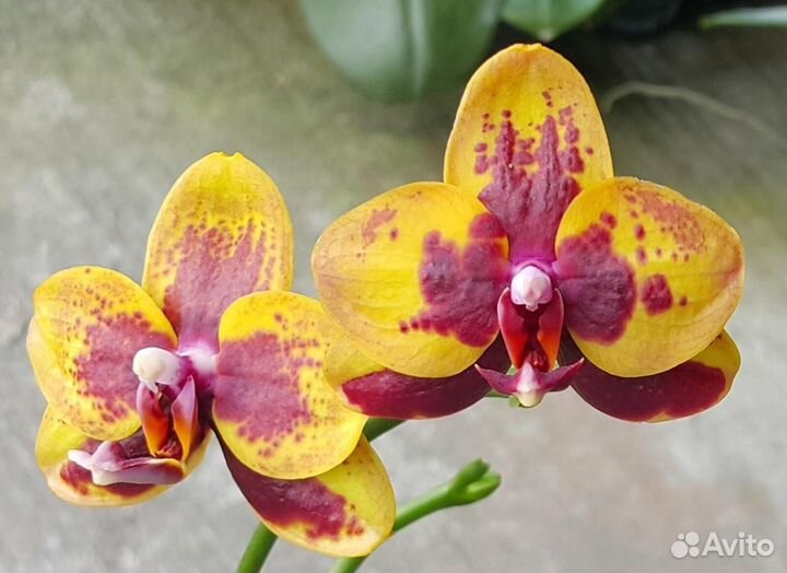 Орхидея фаленопсис PF 6231