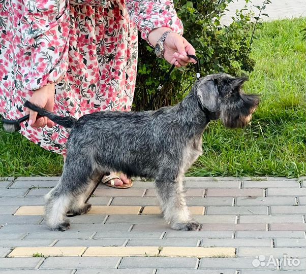 Цвергшнауцер