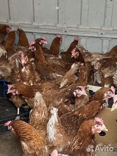 Курицы несушки