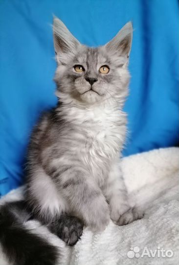 Кошки мейн-кун