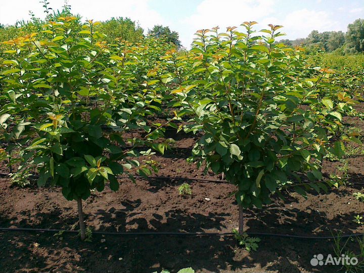 Плодовые деревья от производителя