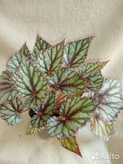 Декоративно лиственная бегония