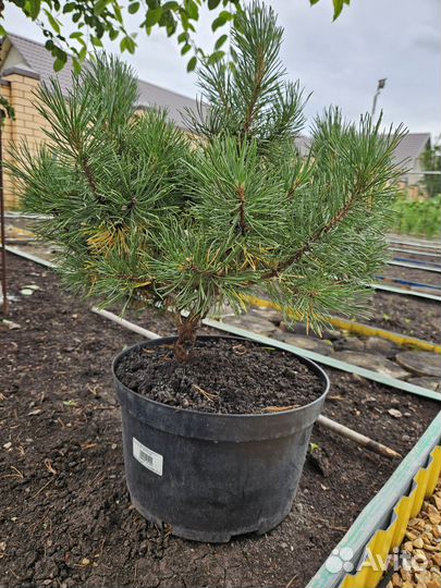 Сосна Винтер голд