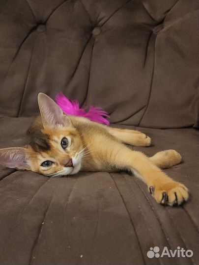 Абиссинские котята