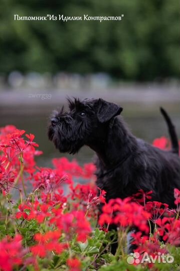 Цвергшнауцер