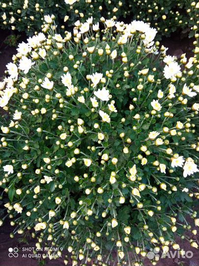 Мультифлора