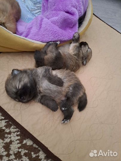 Щенки шпица