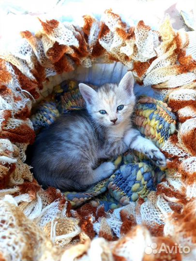 Кошечка в добрые руки