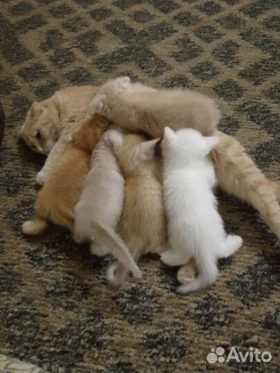 Домашние животные котята