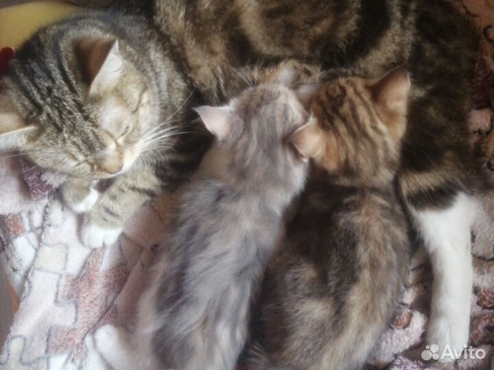 Котики бесплатно в добрые руки