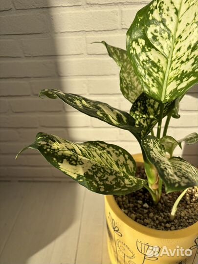 Аглаонема Айвори Джейд в керамическом горшке