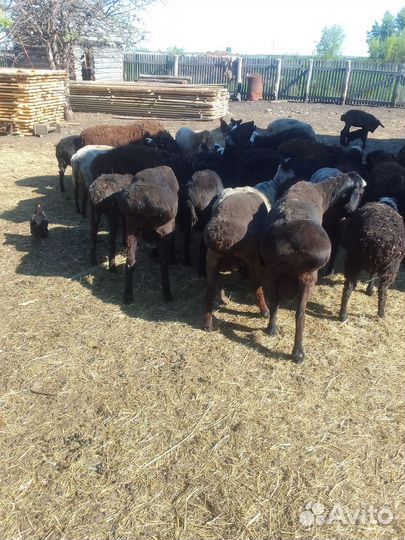 Продам стадо баранов