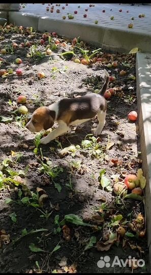 Щенки русской пегой гончей (рпг)