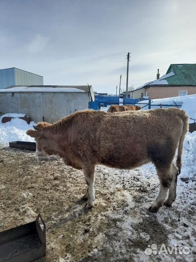 Сельско хозяйственные животные
