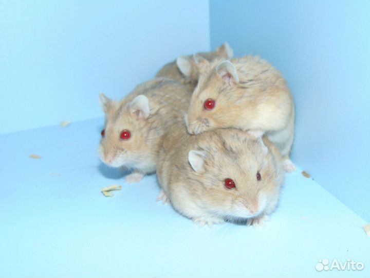 Карликовые хомяки из питомника