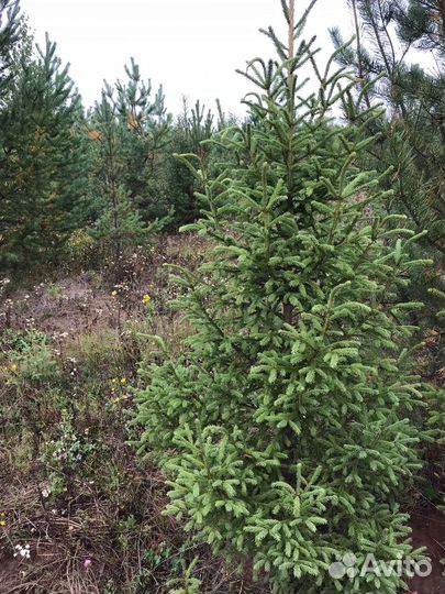 Ели и сосны живые новогодние