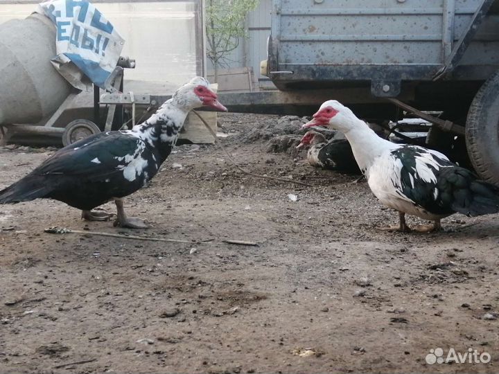 Мускусные утки