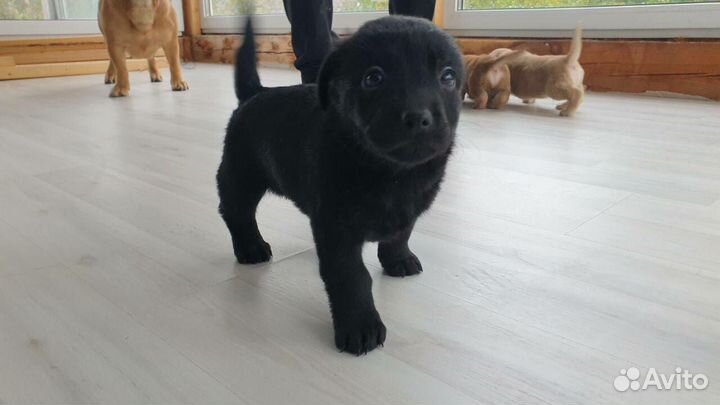 Продажа щенков мини лабрадора