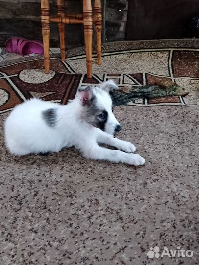 Собачка в добрые руки