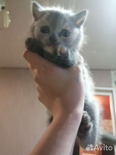 Вислоухие котята