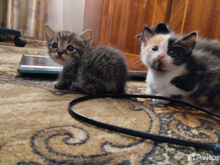 Домашние животные кошки