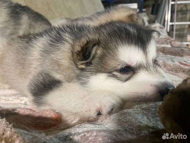 Аляскинский маламут