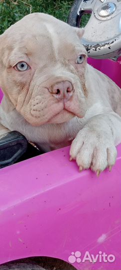 Американский булли