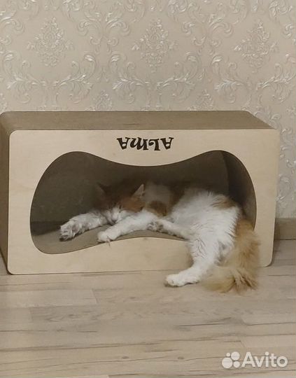 Красавец кот в добрые руки