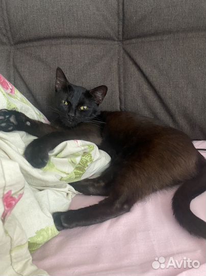 Кошки в добрые руки бесплатно