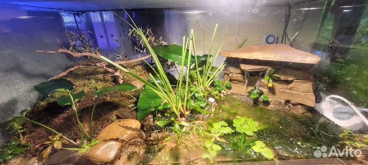 Аквариумные растения и не только