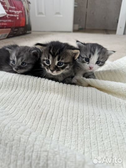 Котята в добрые руки