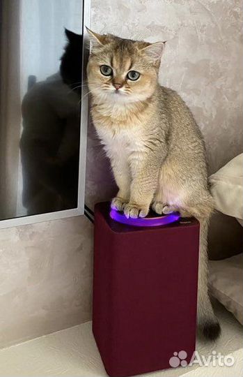Ищем британца кота для вязки