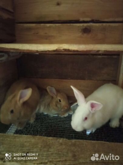 Кролики мясных пород