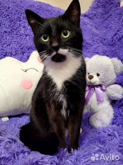 Котик ищет дом