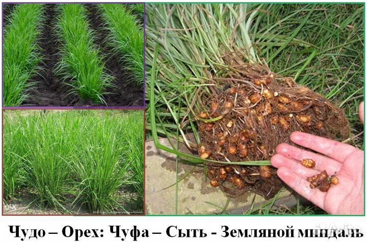 Чуфа сортовая