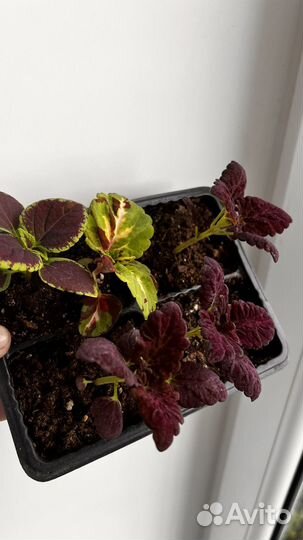 Колеус разноцветные сорта