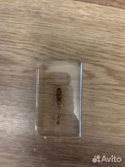 Насекомые под стеклом(коллекционные)