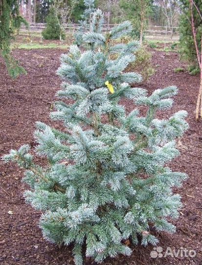 Picea engelmannii Blue Harbor 25-30см