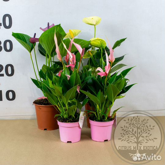 Горшечные растения - Антуриумы в ассортименте