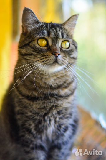 Кошка метис британца