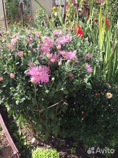 Куст хризантем