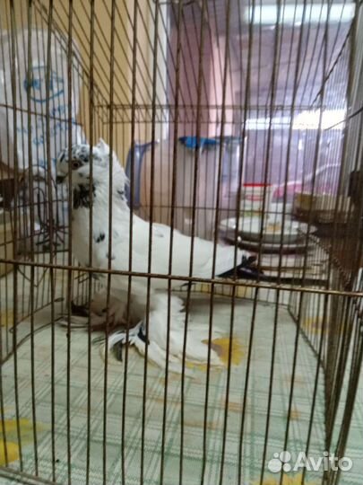 Продажа голубей