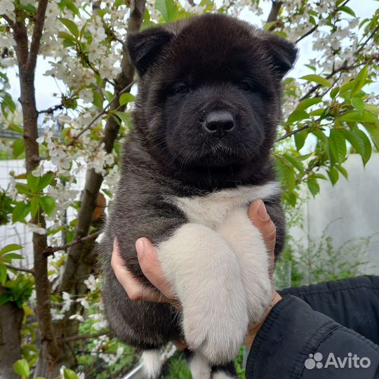 Щенки Американской акиты