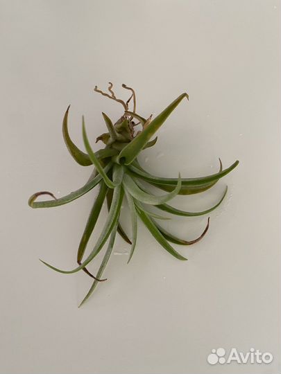 Тилландсия атмосферная