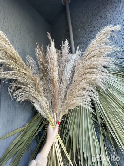 Пучок пампаса