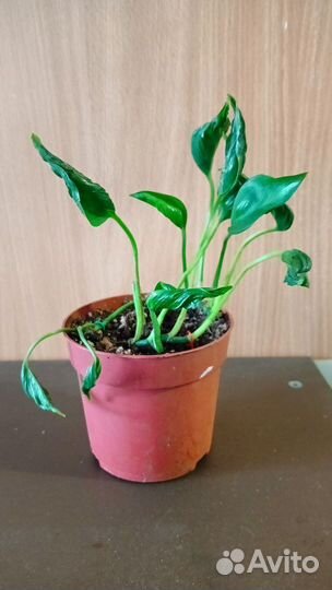 Комнатные растения