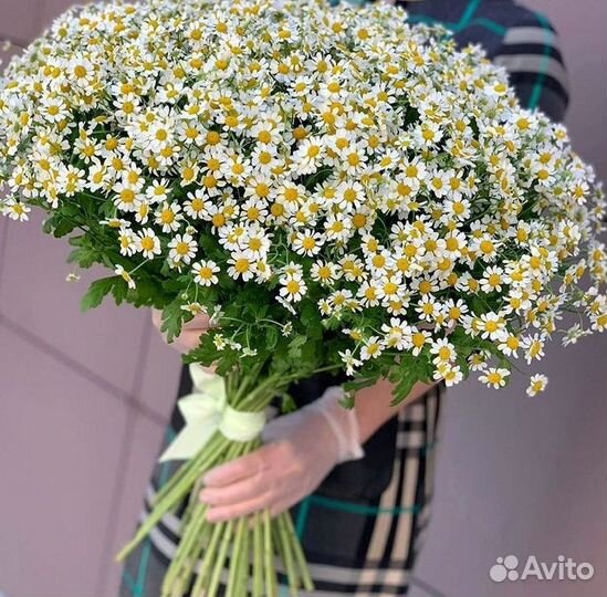 Цветы ромашки. Букеты ромашек. Цветы доставка