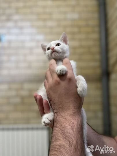 Котенок белый